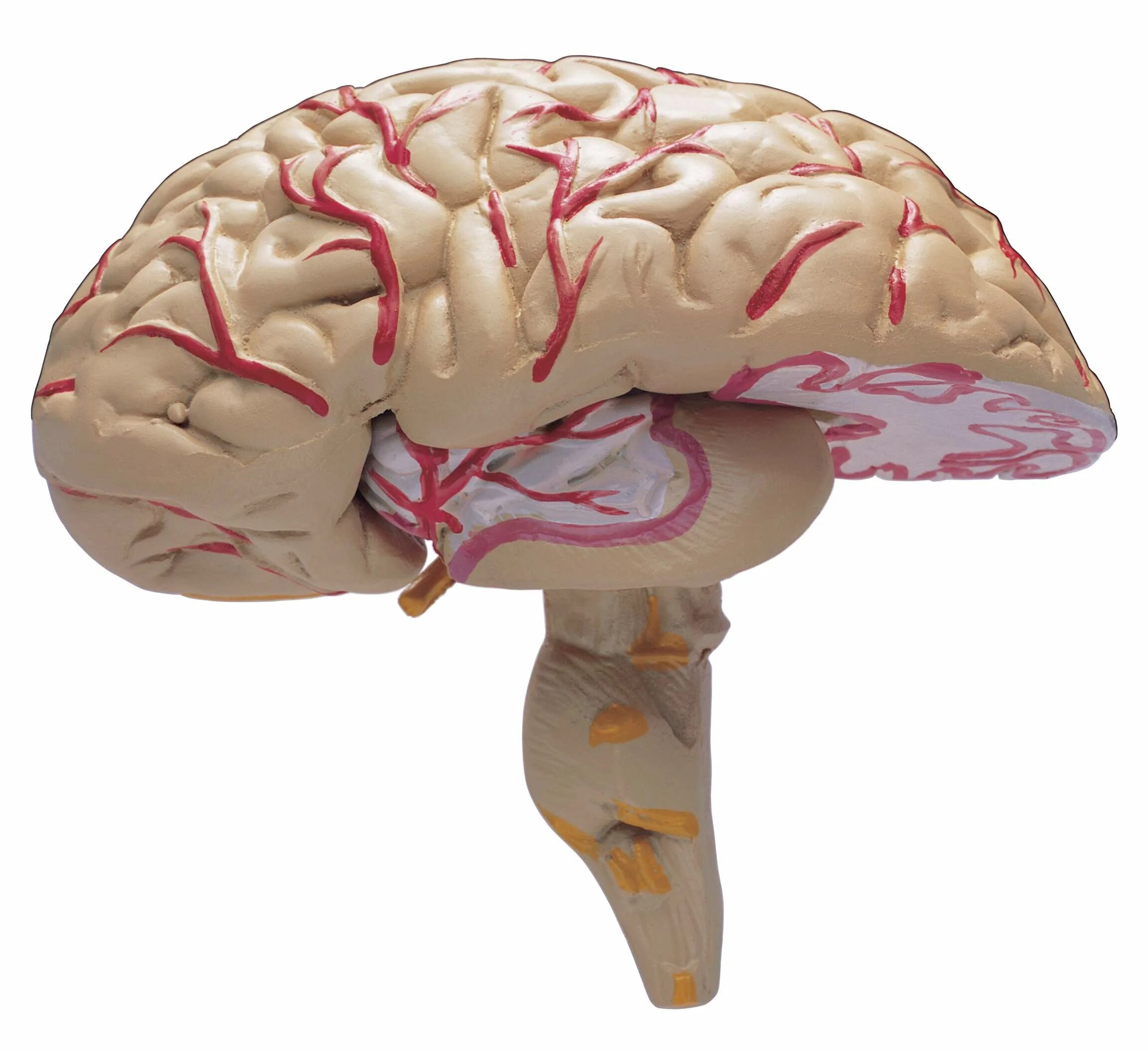 Hippocampus brain. Мозг рисунок. У медузы нет мозга. У медузы нет мозга. Организмы без мозгов.