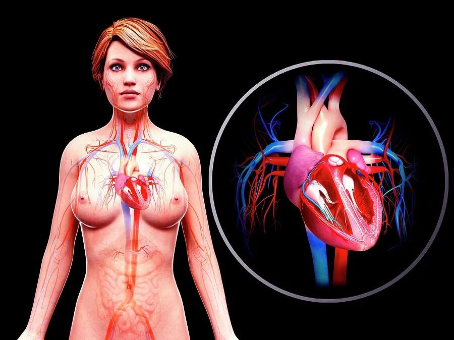 в каком месте у женщины сердце. расположение сердца у женщины. болит сердце. в каком месте у женщины сердце. сердце человека анатомия где находится у женщины.