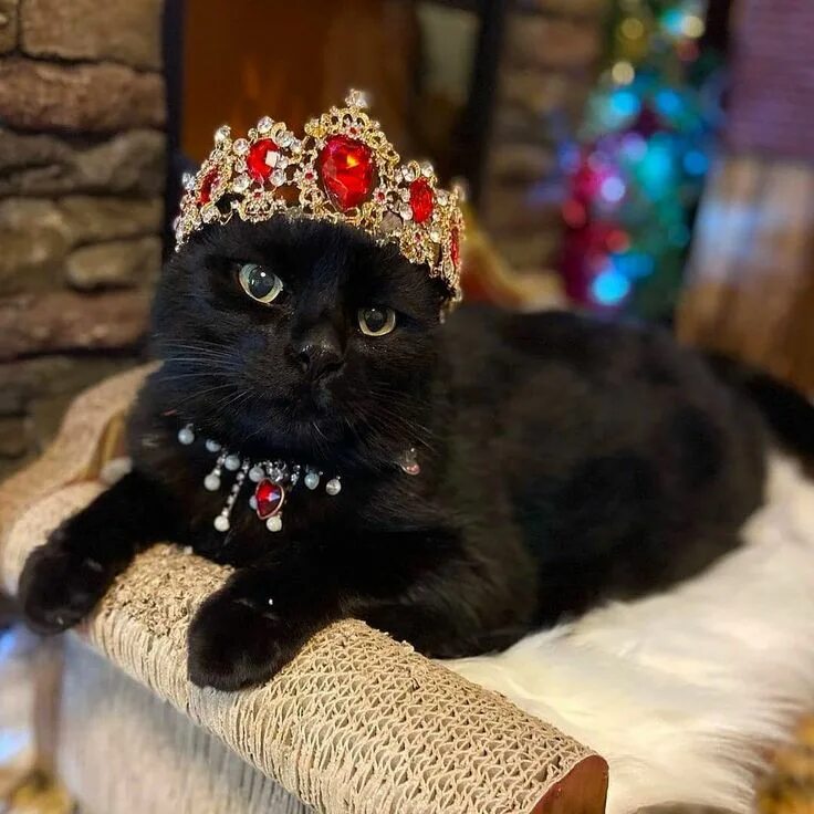 Кошка королева фото