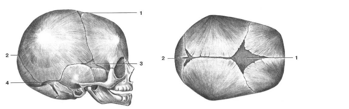 Швы и роднички. Роднички новорожденного анатомия черепа. Скелет головы швы черепа роднички. Швы и роднички черепа анатомия. Череп новорожденного вид сбоку.