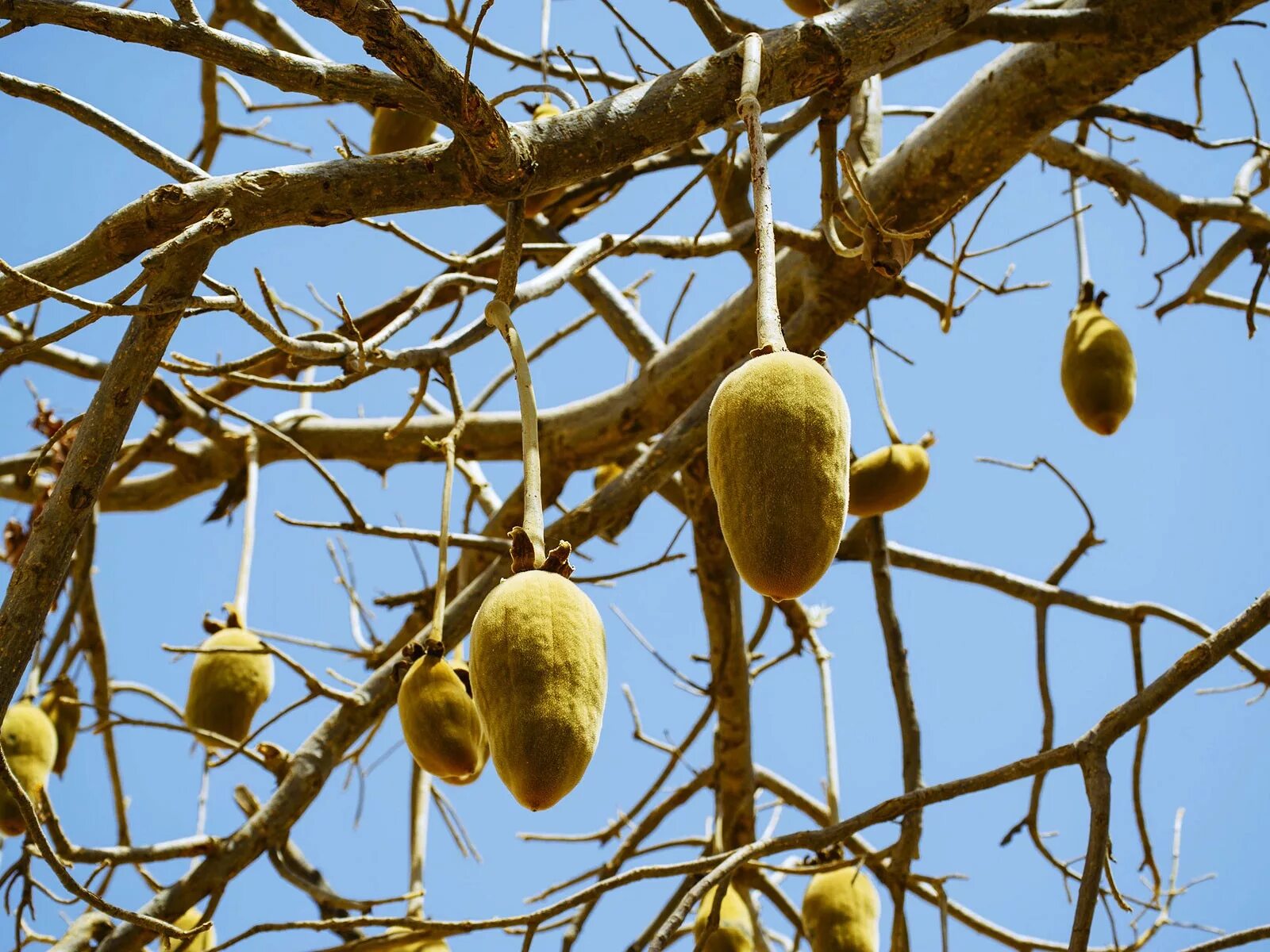На какой плод похож. Баобаб плоды. Баобаб хлебное дерево. Баобаб Африканский плоды. Баобаб Африканский семена.