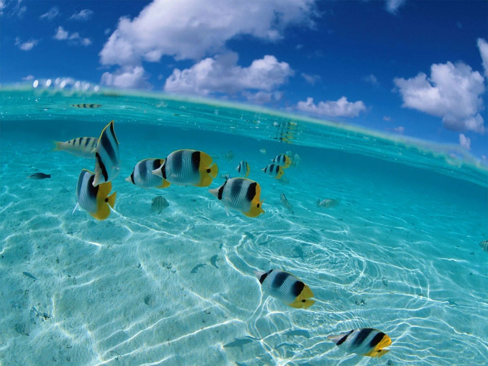 Жизнь в океане сконцентрирована на мелководье. Красивые рыбки в океане. Красота моря. Заставка море. Рыбки под водой.