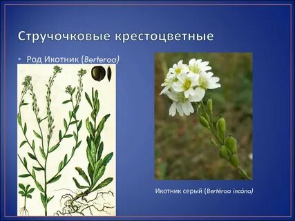 Дикорастущие растения крестоцветных