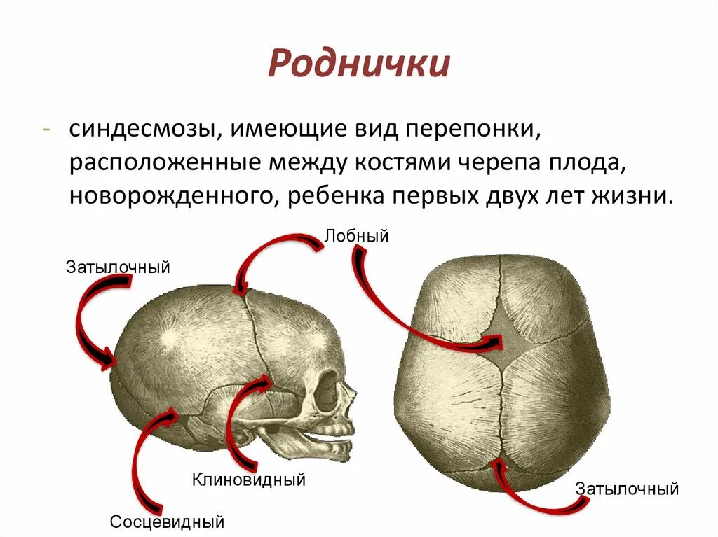 Родничок у грудных. Передний Родничок черепа новорожденного. Швы и роднички черепа. Темечко где находится фото. Кости черепа у новорожденного ребенка соединены.