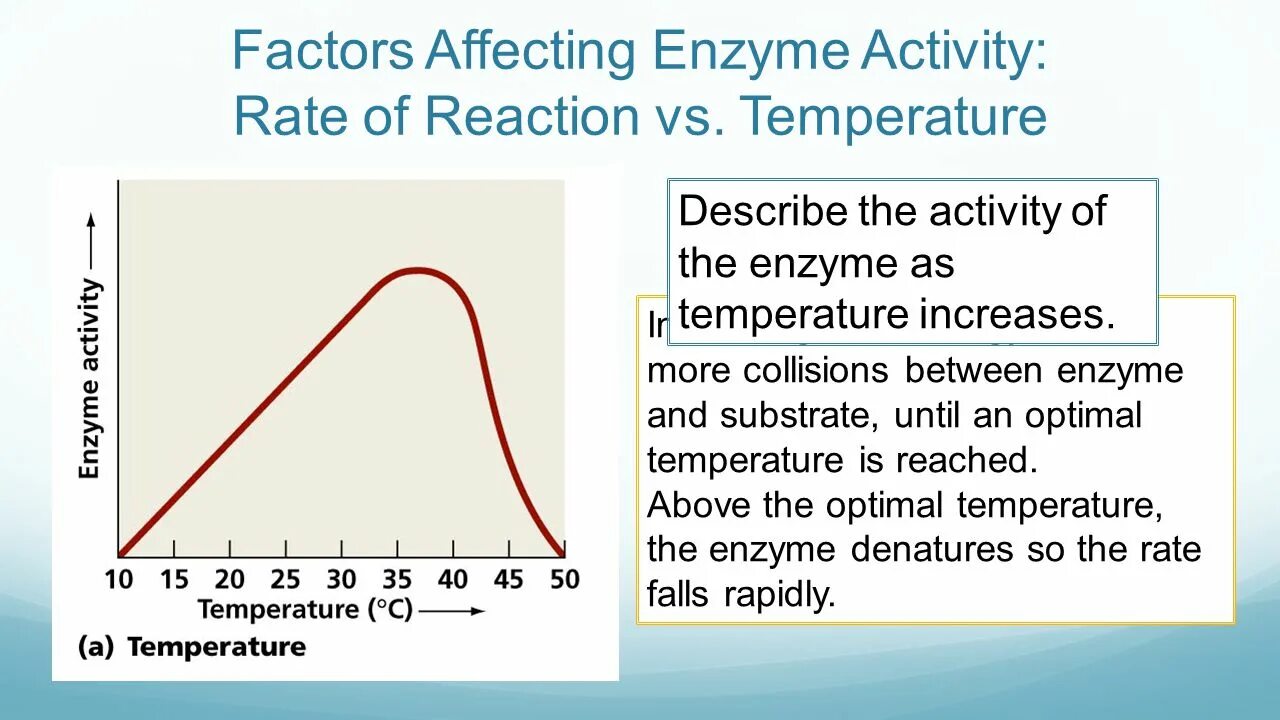 Enzyme activity. Enzymes OPTIMAL temperature. Temperature Factor the Reaction rate. Affect of temperature to rate of Reaction. Activity rate