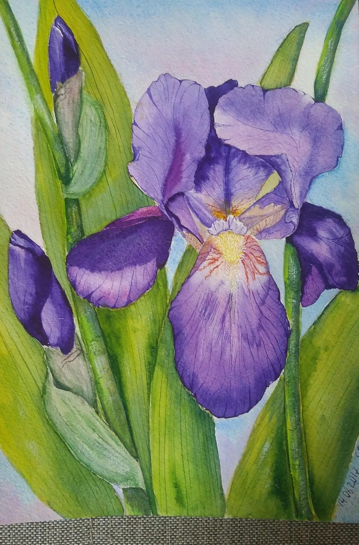 Поэтапное рисование ириса. Ирисы живопись маслом. Цветы акварелью пошагово. Ирис поэтапно. Ирис рисунок.