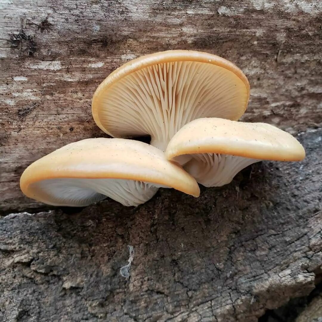 Как выглядят вешенки. Вешенка обыкновенная (Pleurotus ostreatus). Вешенка устричная (Pleurotus ostreatus). Вёшенка устричная. Вешенка обыкновенная гриб.