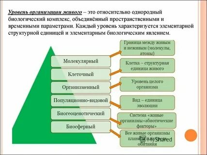 Порядок биологических систем
