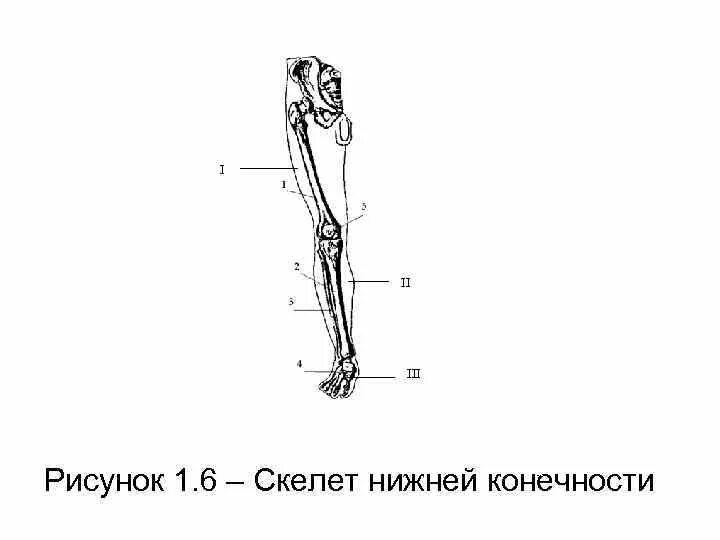 Строение конечностей рисунок