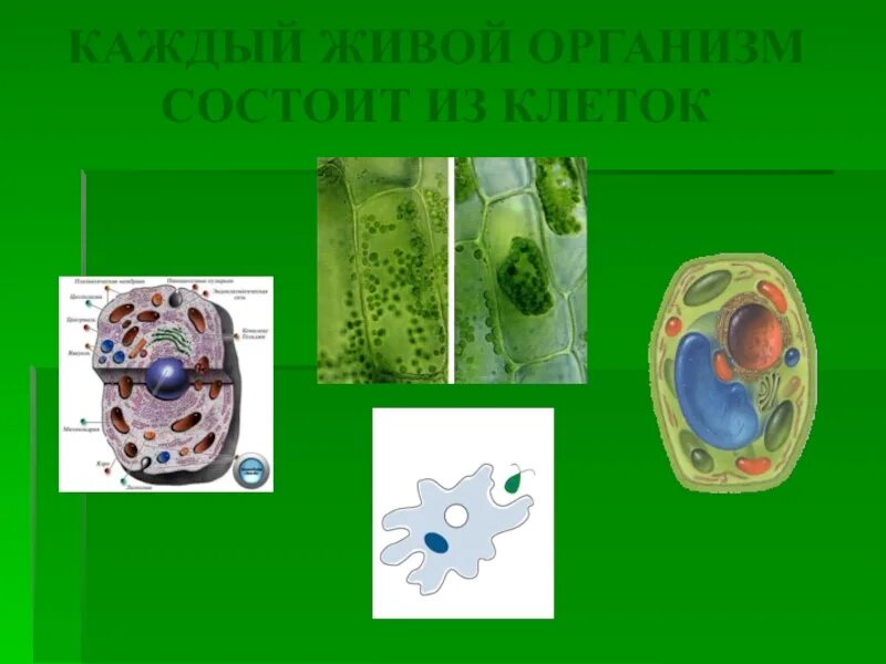 Организм состоит из клеток. Из чего состоят живые организмы. Любой живой организм состоит из клеток. Все живые организмы состоят из клеток. Тело всех организмов состоит из клеток