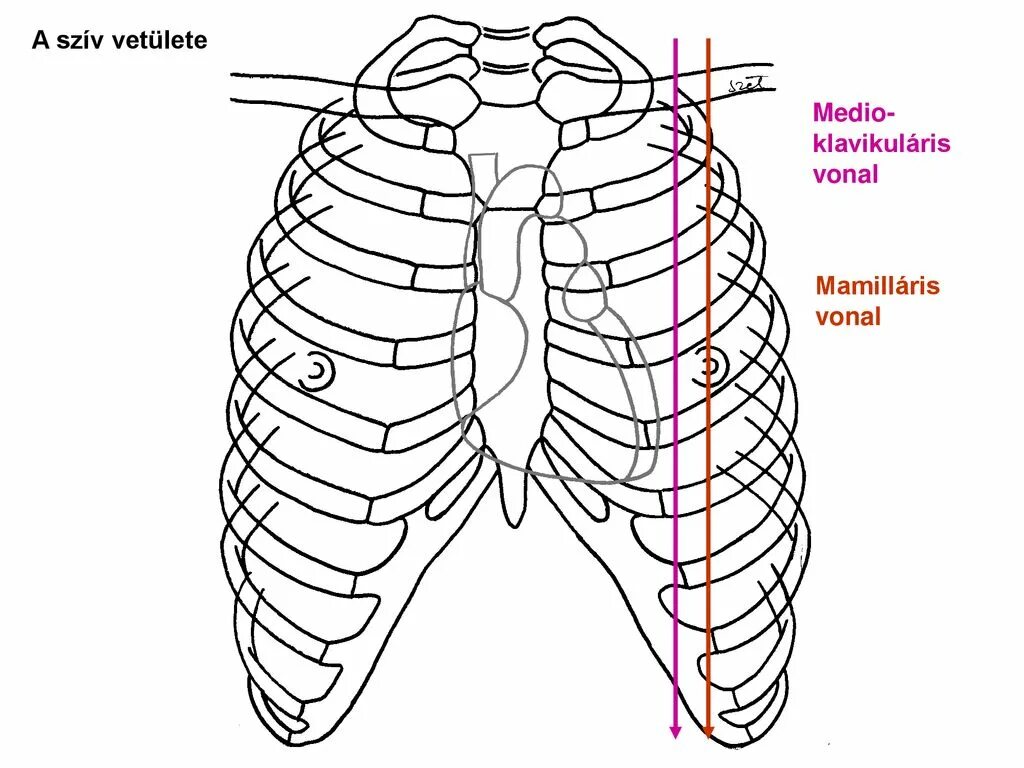 Linea medioclavicularis dextra
