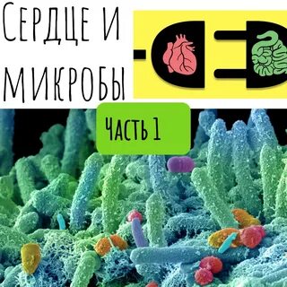 23. Путь к сердцу (часть 1). Лежит через толстый кишечник