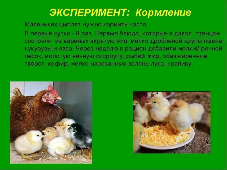 Чем кормить домашних цыплят с первых дней. Кормление суточных цыплят. Чем кормить цыплят. Корм маленьким цыплятам. Корм для цыплят несушек с первых дней жизни.