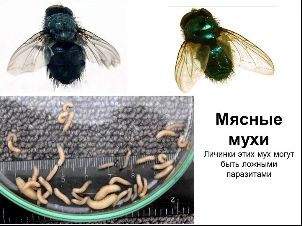 Можно есть мух