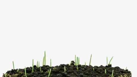 Grass grows