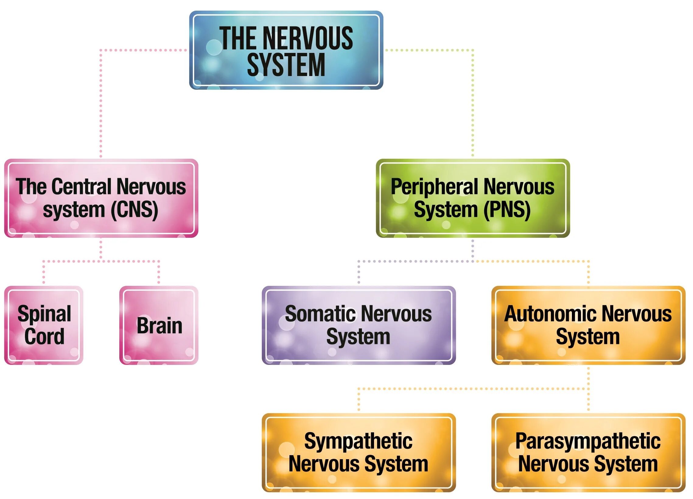 Systems topic. Nervous System structure. Nervous System Chart. Types of nervous System. The structure of Psychology.