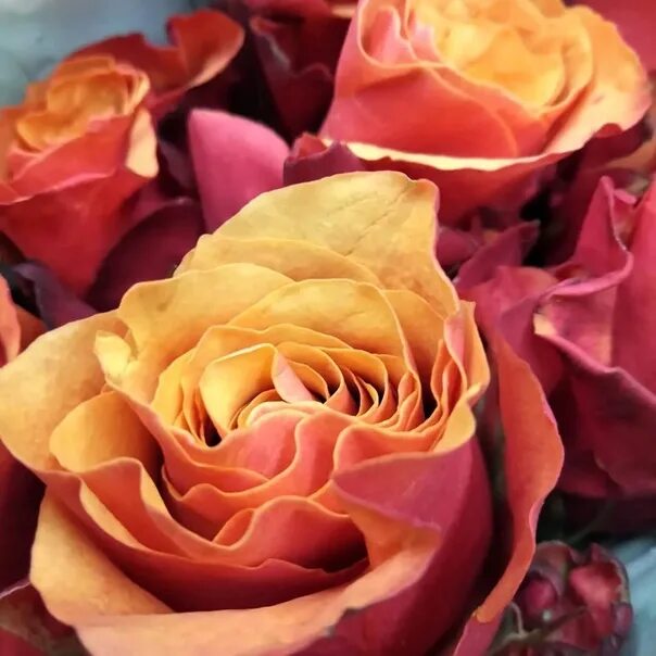 Испания, Flowers & Gifts Sochi, buy at a price of 200 RUB, By the Piece on Cveto