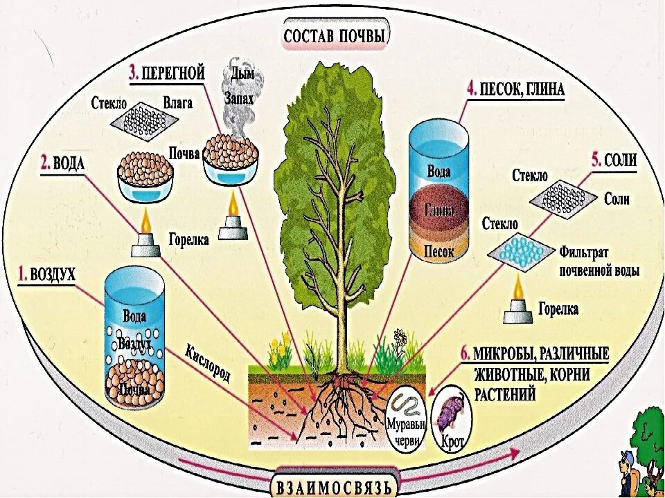Что состоит из 5 составляющих. Состав почвы 5 класс биология схема. Состав почвы. Основной состав почвы. Состав почвы схема.