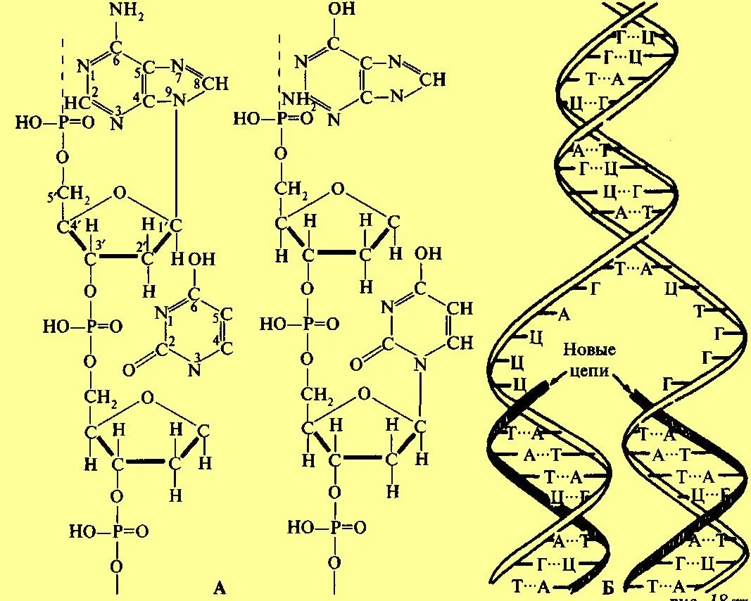 Химические соединения днк. Дезоксирибонуклеиновая кислота формула. Дезоксирибонуклеиновая кислота формула химическая. Строение ДНК формула. ДНК структурная формула.