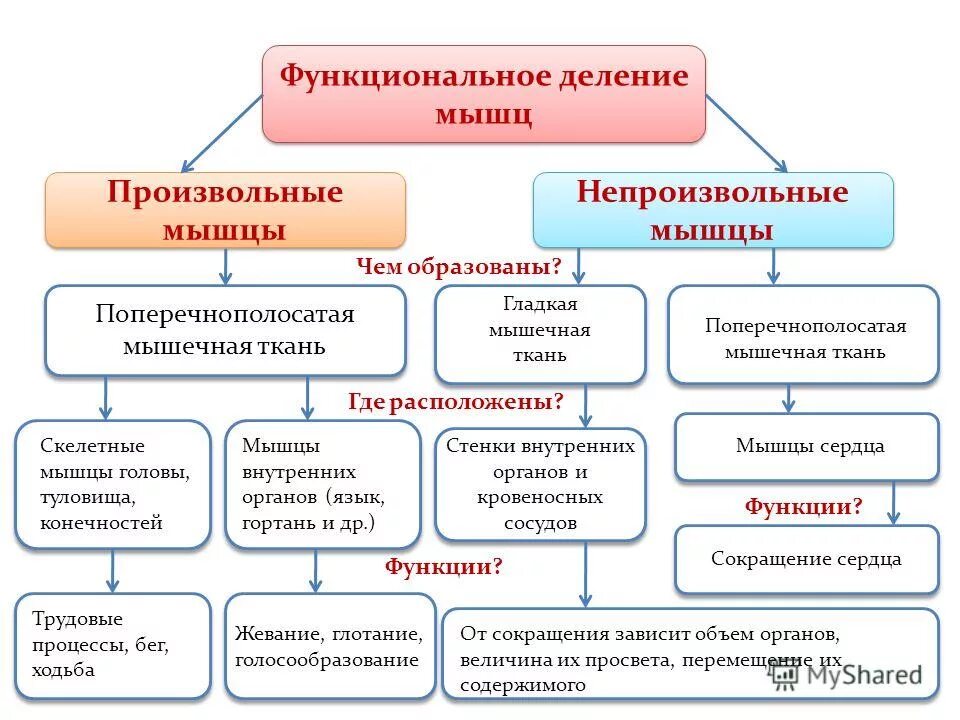 Функциональное деление нервной системы. Функциональное деление нервной системы. Соматическая нервная система. Функциональное деление. Деление нервной системы.
