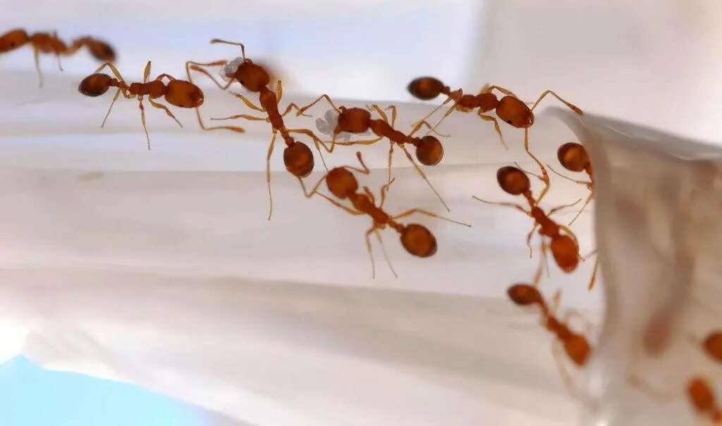 Как избавиться от мелких муравьев в доме. Фараоновые муравьи гнездо. Фараоновы муравьи Муравейник. Фараоновые муравьи колония. Рыжие Фараоновы муравьи.