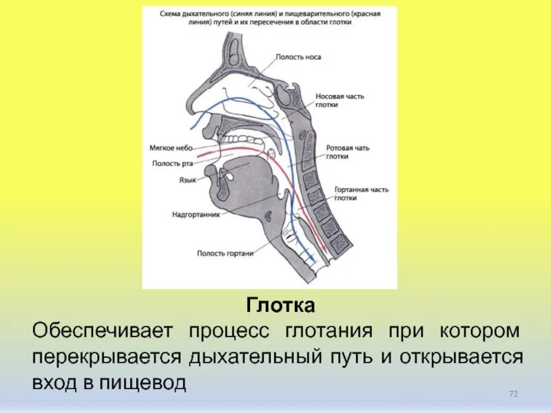 Глотка переходит в пищевод. Пищевод и дыхательные пути. Дыхательные пути и пищевод человека схема. Глотка и дыхательные пути. Пищевод и дыхательные пути на картинке.