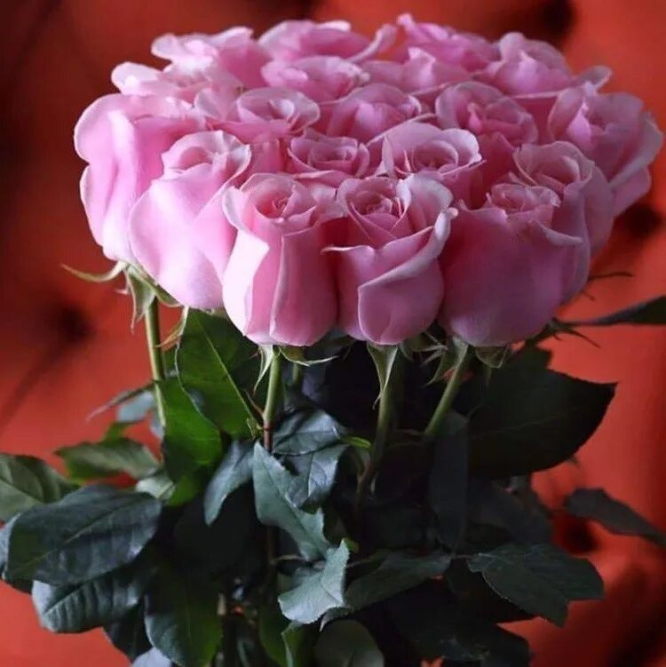 Воскресные души. Розы с пожеланием здоровья. Красивые букеты с пожеланиями счастья. Счастья вам и радости. Букеты с пожеланиями доброго дня.