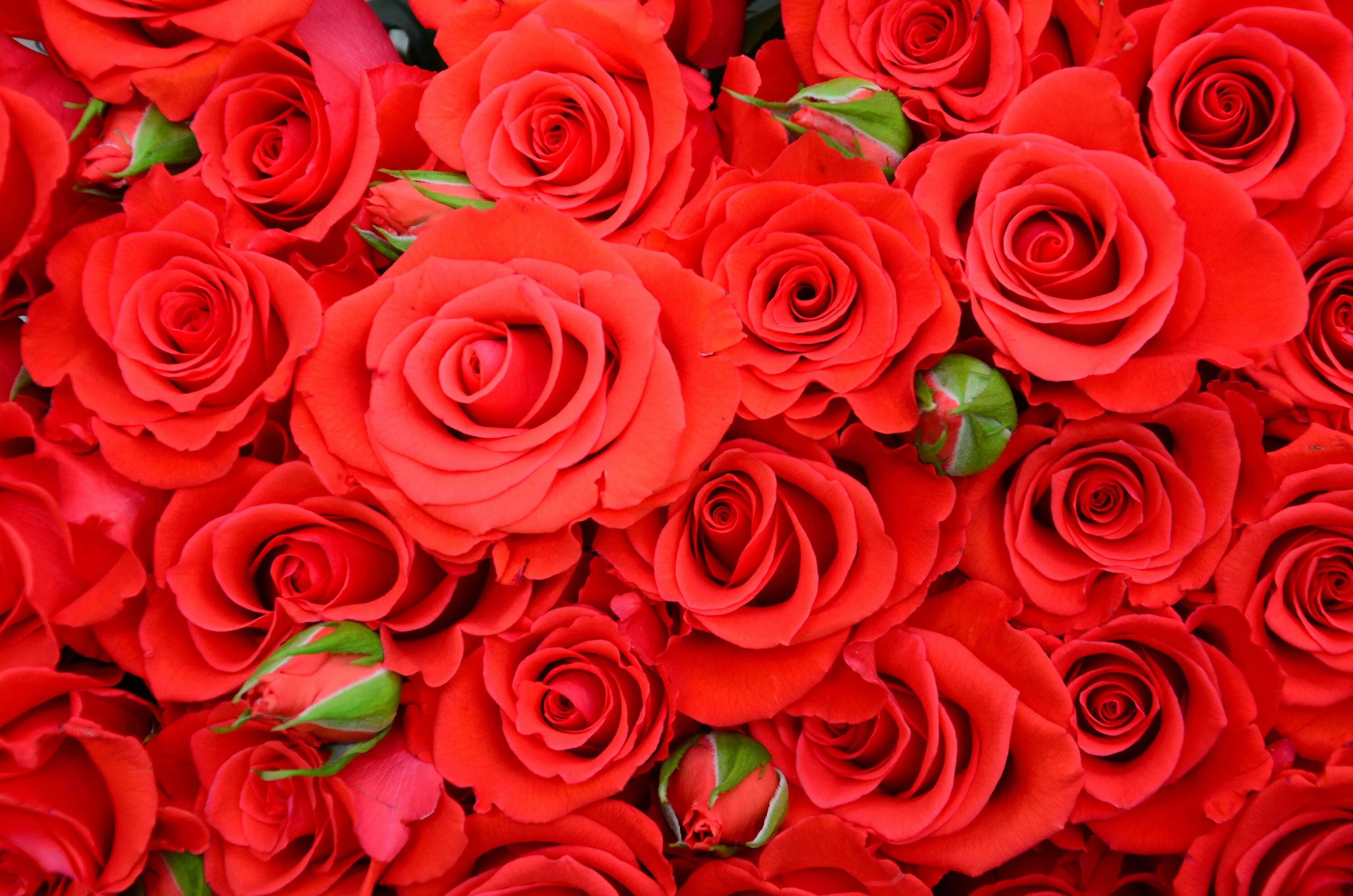 Красные розы. Яркие розы. Ярко красные розы. Букет ярко красных роз. Включи красный розовый