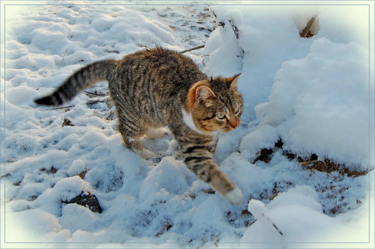 Кота ушел зимой. Зимний кот. кошки зимой. кот в снегу. кот снег прогулка.