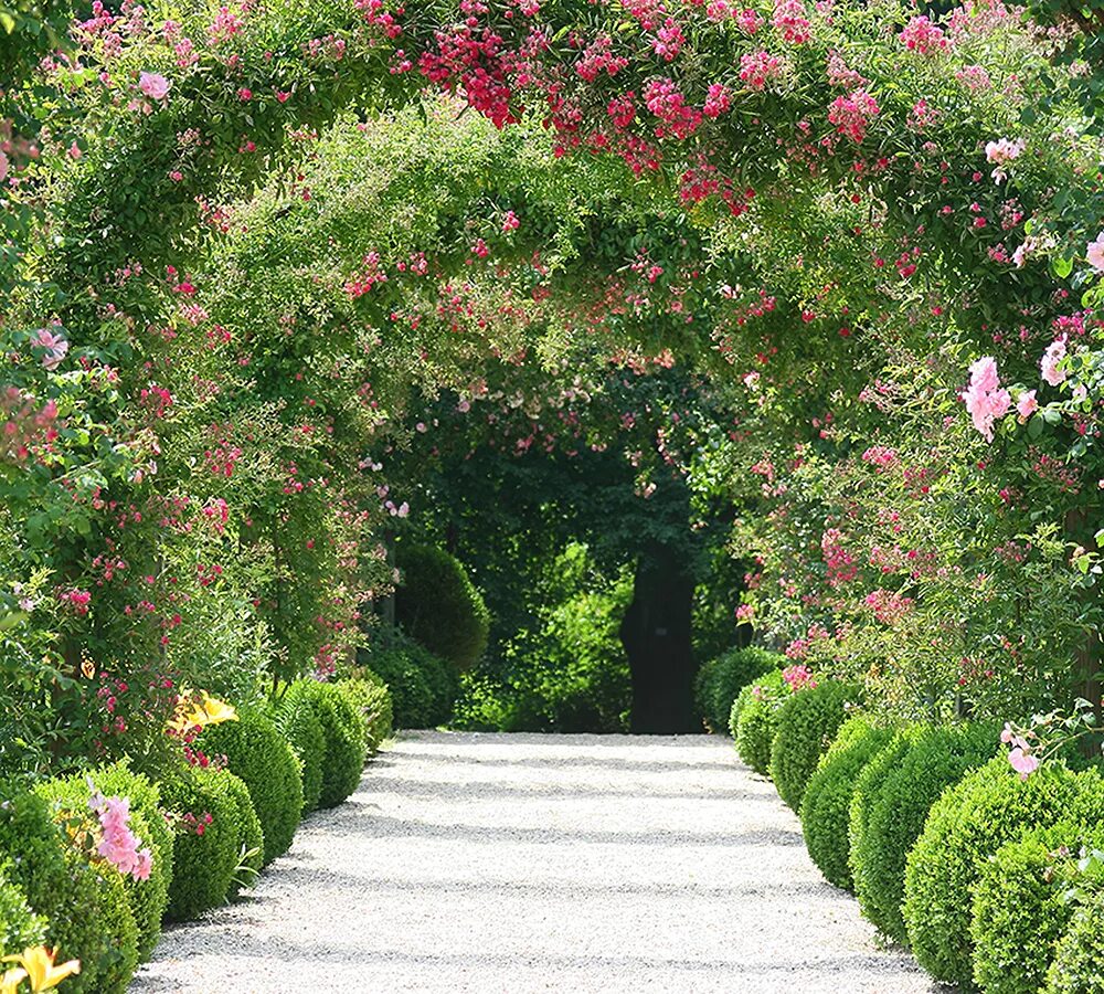 Картинки сада с цветами. Аллея роз Дивино. Цветочная арка. Сад с цветами. Арка для цветов.