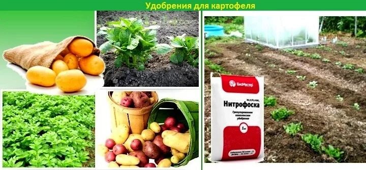 Чем удобрить землю перед посадкой картофеля