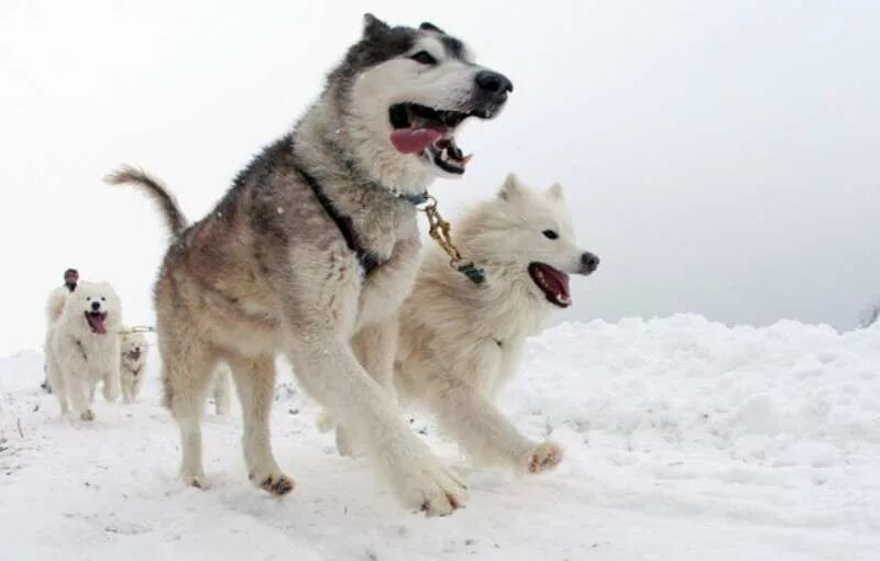 собака партнер