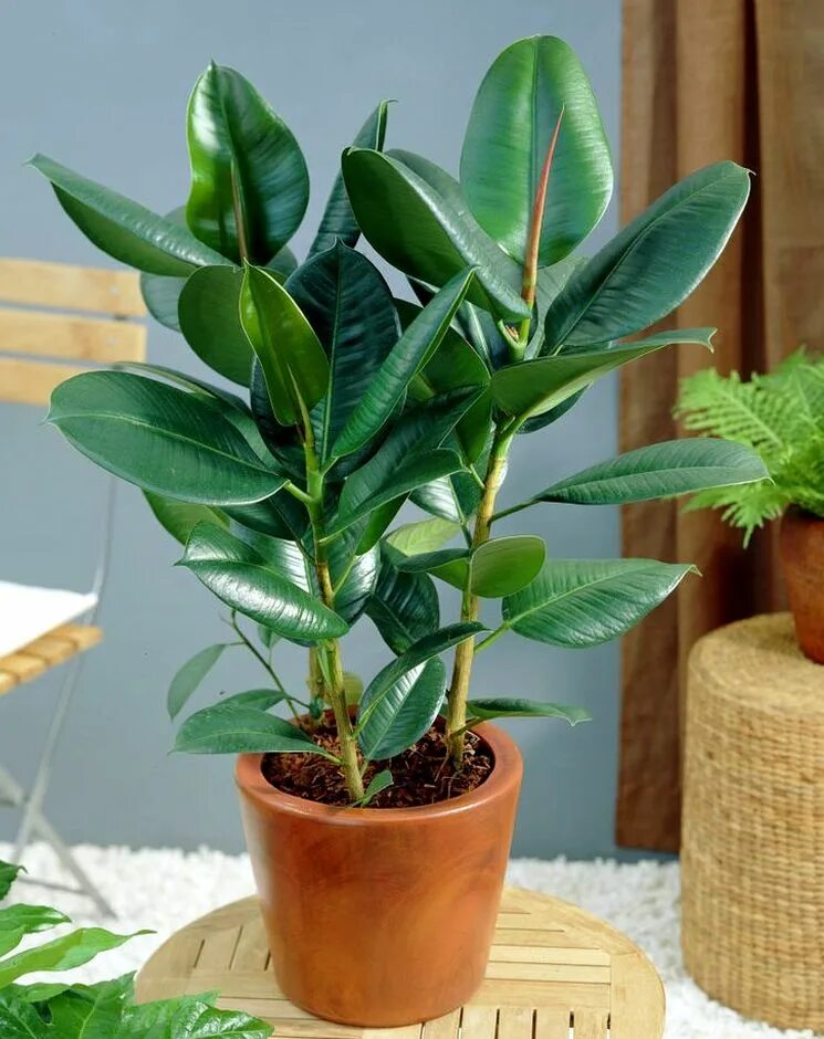 Фикус каучуконосный. Фикус каучуконосный (Rubber Plant). Фикус каучуконосный Ficus elastica. Фикус Бенджамина rfexerjyjcyjsq. Фикус какие виды