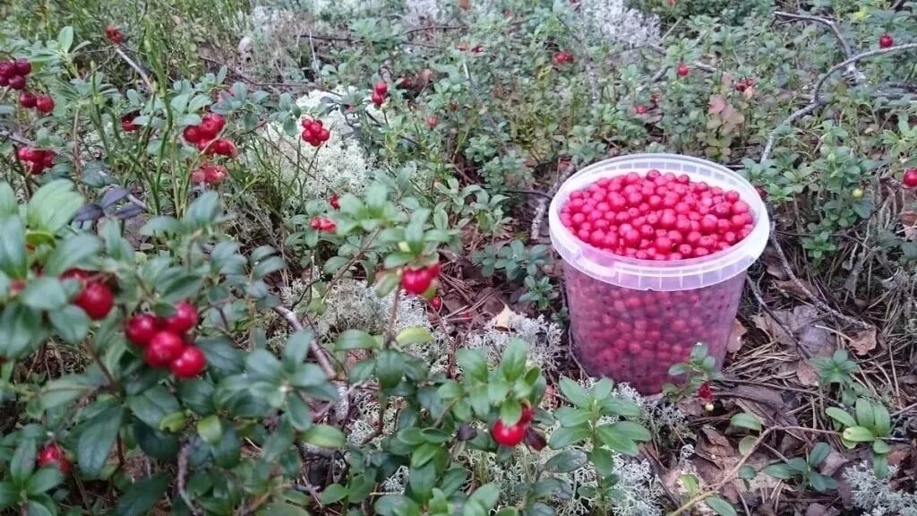 Брусника на рынке. Брусника егорьевск. Брусника егорьевск. Vaccinium vitis-idaea (брусника) "koralle". Брусника егорьевск.