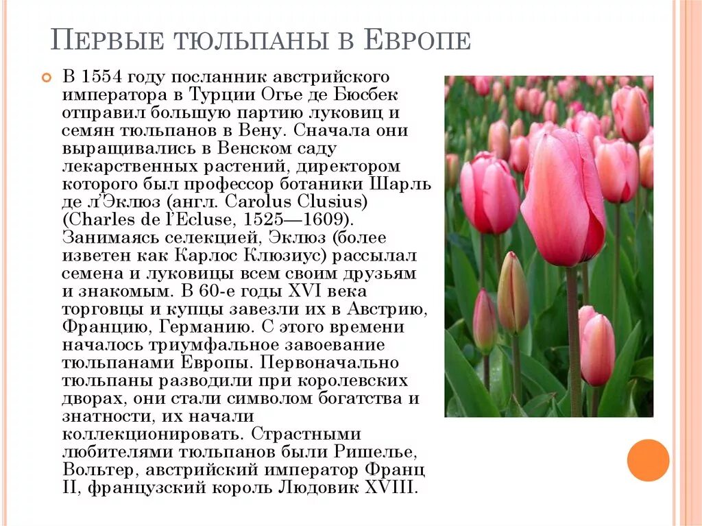 Почему тюльпаны быстро раскрылись. Тюльпан краткое описание. Сообщение о тюльпане. Информация о цветке тюльпан. Научные сведения о тюльпане.