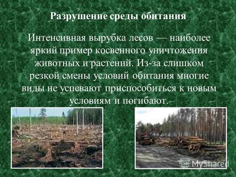 Понятие среды обитания. Человек как среда обитания. Изменение среды обитания. Изменение среды обитания. Среды жизни живых организмов.