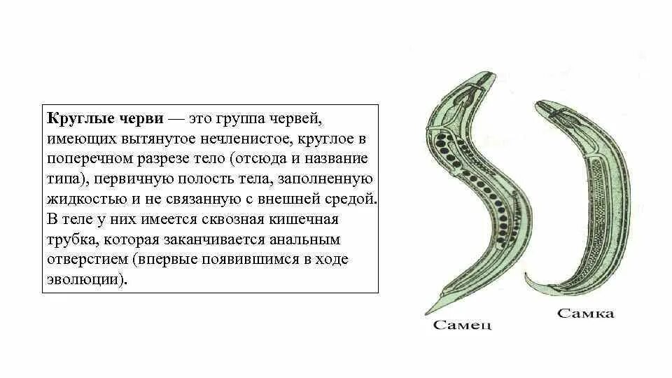 Конспект Тип круглые черви биология. Тип круглые черви конспект. Конспект Тип круглые черви 7 класс биология. Внутренние характеристики круглых червей. 1 признаки характерные для круглых червей