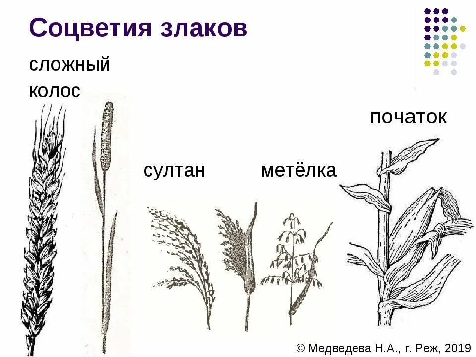 Соцветия мятликовых растений. Семейство злаки Мятликовые соцветие. Злаки Мятликовые строение цветка. Сложный початок