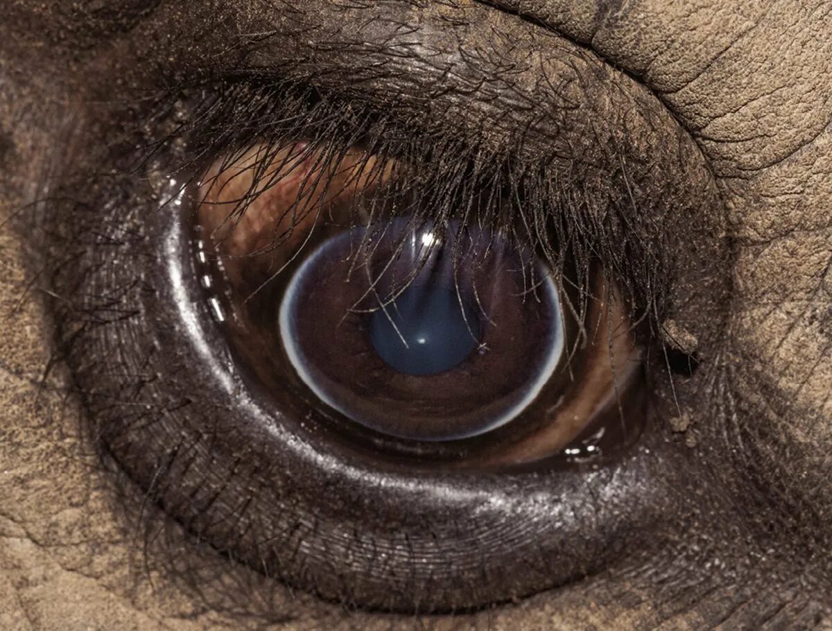 Название животного глаза. Глаза животных. Необычные глаза животных. Зрачки животных. Глаза животных крупным планом.