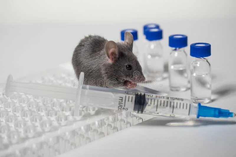 Lab mouse