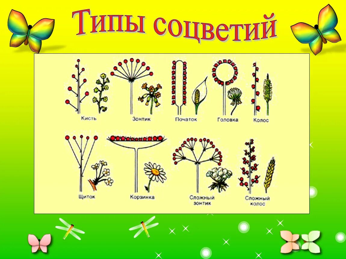 Виды соцветий и плодов. Виды соцветий. Соцветия растений. Соцветие это в биологии. Соцветия 6 класс.