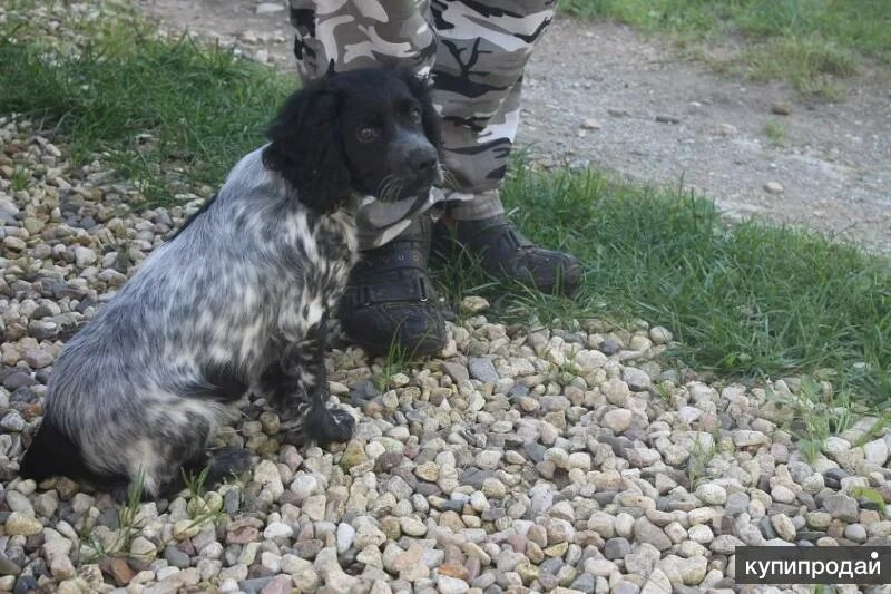 Русский охотничий спаниель с игрушкой. Спаниели Ярославля. Русский охотничий спаниель цвет дымчатый. Русский охотничий спаниель авито