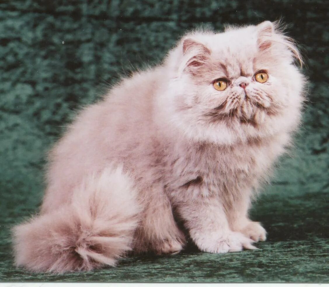 Метовые персы. Британская длинношерстная колор Пойнт. Персидская длинношерстная кошка. Персидский экзот длинношерстный. Персидская кошка биколор.