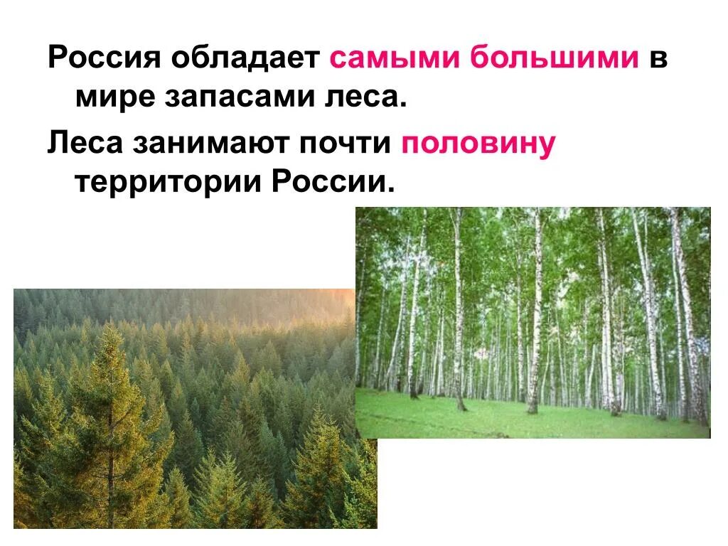 Леса половина территории россии. Леса занимают. Виды леса. Виды лесов в России. Хвойные леса России.