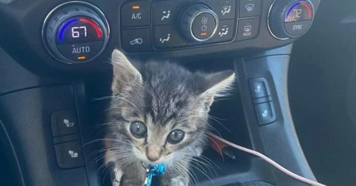 Включи котэ машина. Котенок в машине. Кошачья машина. Серый кот в машине. Котик на машинке.