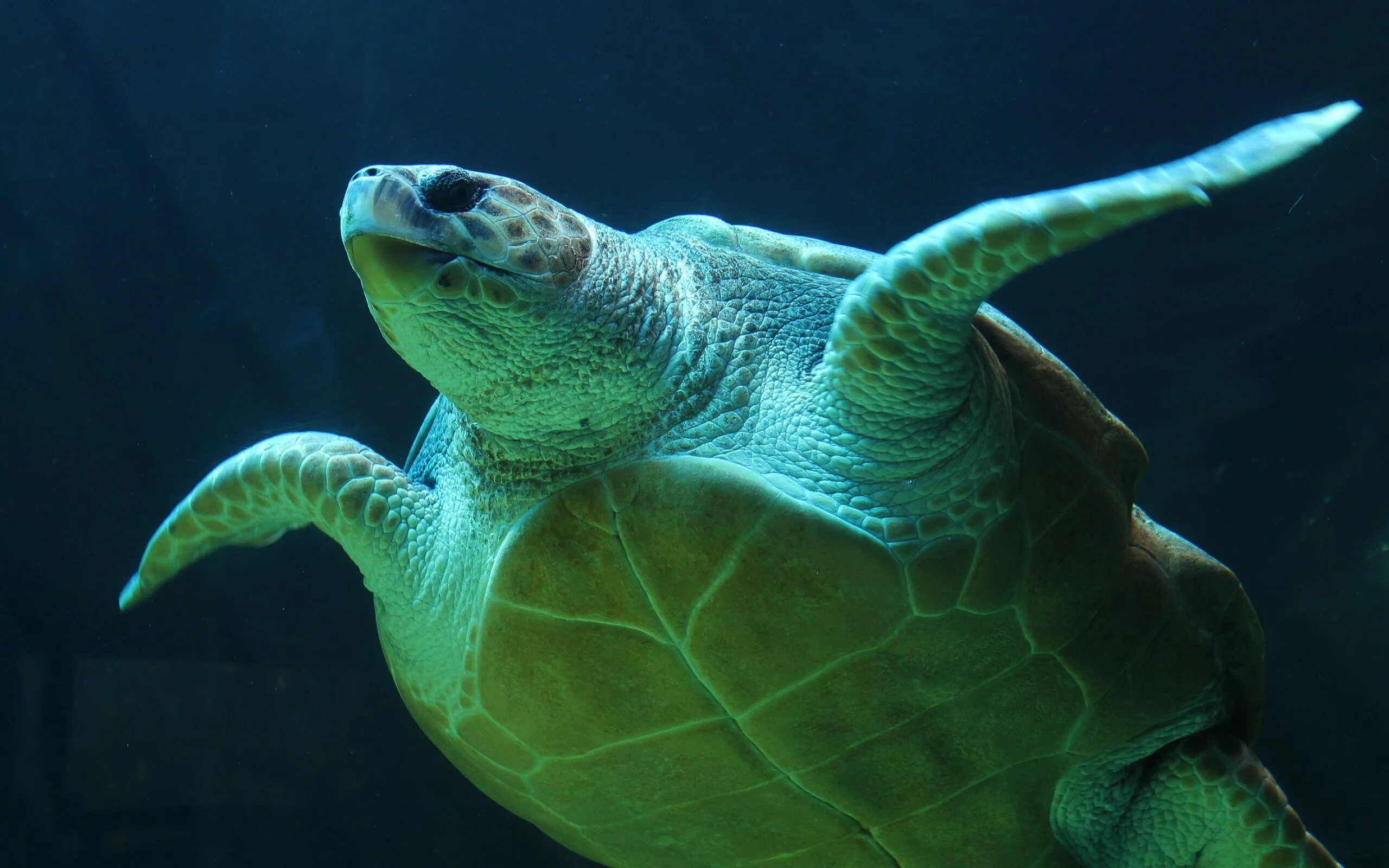 Рептилии живущие в воде. Зеленая морская черепаха. Зеленая суповая черепаха. Морская черепаха Ридли Кемпа. Пресмыкающиеся черепахи.