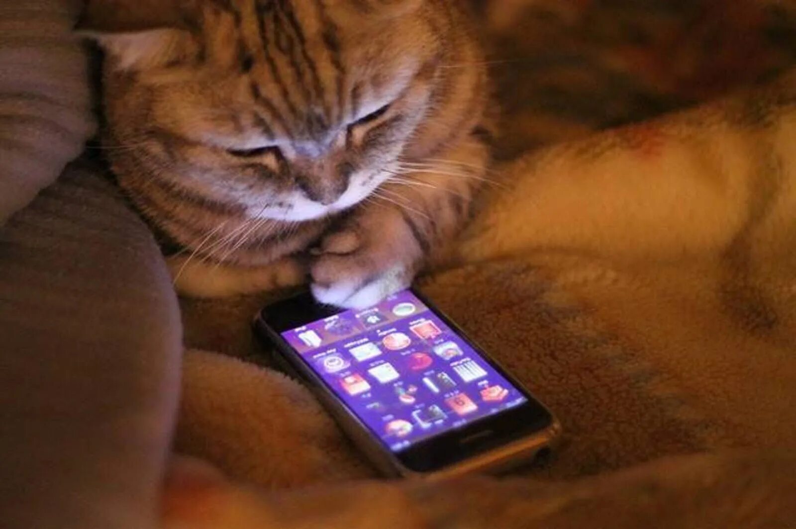 Твой экран. Котенок с телефоном. Кот сидит в телефоне. Кот с мобильником. Кошечка с телефоном.