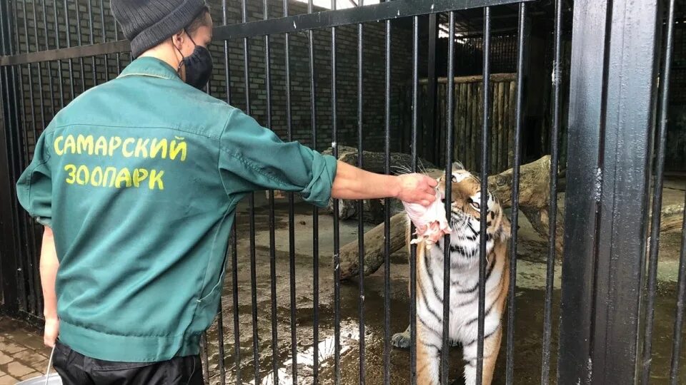 Самарский зоопарк ново садовая 146. Самарский зоопарк Самара. Ново Садовая 146 Самара зоопарк. Зоопарк в Самаре на Ново садовой. Самарский зоопарк фото.