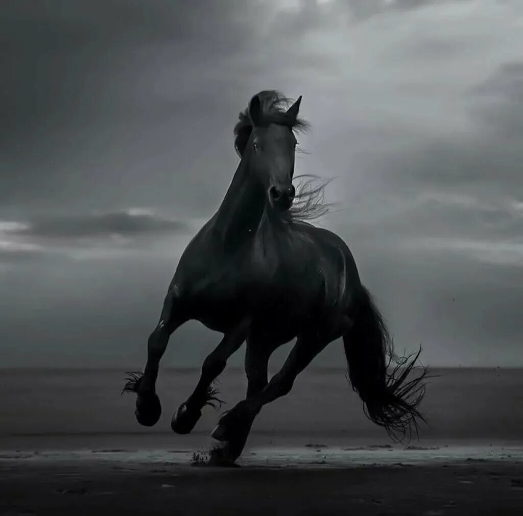 Черный конь скачет. Фризская лошадь. Фризская лошадь Эстетика. Арабский скакун галоп. Фризская лошадь галоп.