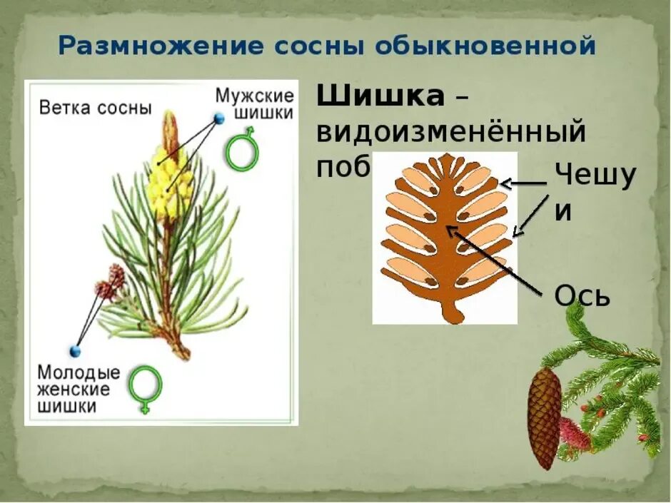 У сосны обыкновенной женские мужские шишки образуются. Строение шишки голосеменных растений. Шишки голосеменных сосны. Строение шишек голосеменных растений. Отдел Голосеменные строение шишки.